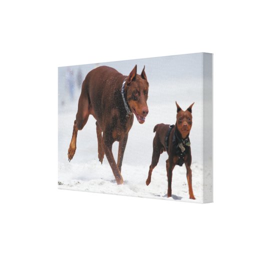 ¡Doberman y Pin del minuto - MIRADA! ¡Un mini yo! Impresion En Lona