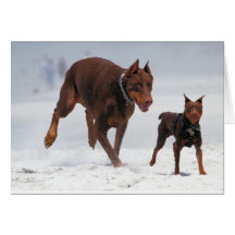 ¡Doberman y Pin del minuto - MIRADA! ¡Un mini yo! Felicitación