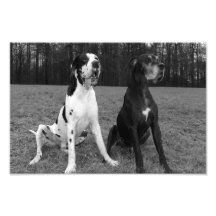 Dogge alemán, Great Dane, Perros, Dogue Allemand Fotografias