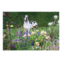 Dogge alemán, Great Dane, Perros, Dogue Allemand Fotografia