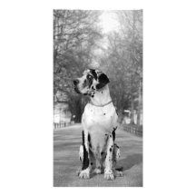 Doggen Geschenke Plantilla Para Tarjeta De Foto