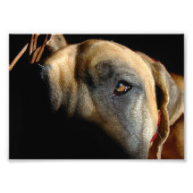 Doggenauge Foto