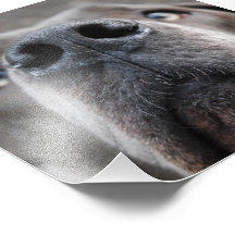 Doggennase Fotografia