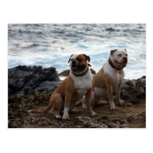 dogo americano postal