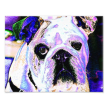 Dogo colorido impresion fotografica