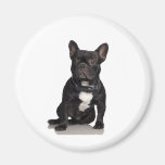 Dogo francés imán de frigorífico
