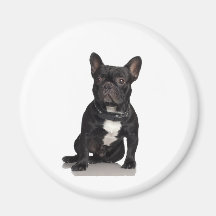 Dogo francés imán de frigorífico
