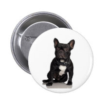 Dogo francés pins