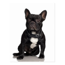 Dogo francés postales