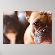 Dogo francés posters