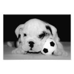 "Dogo inglés del perrito del fútbol" Impresion Fotografica