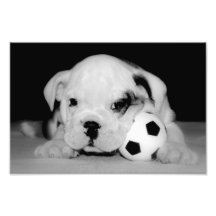 "Dogo inglés del perrito del fútbol" Impresion Fotografica
