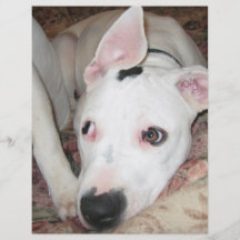 dogsmay2006 tarjetones