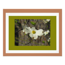 Dogwood #3 espectacular fotografías  