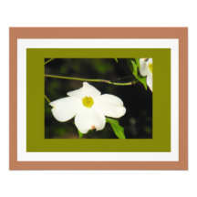 Dogwood #4 espectacular impresiones fotográficas