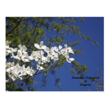 Dogwood americano de la postal de Virginia