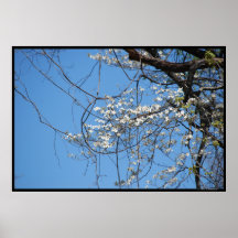 Dogwood en el poster de las vides