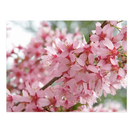 Dogwoods rosados tarjeta postal