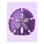 Dólar de arena violeta tarjetas postales