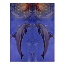 dolphins postkarten