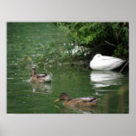 Donde durmiendo los patos miente la impresión posters