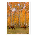 Dos caballos de pasto en el otoño postal