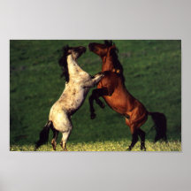 Dos caballos poster