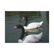 Dos cisnes… lona envuelta para galerias