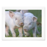 Dos cochinillos blancos cariñosos cojinete