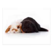 Dos conejitos lindos del bebé tarjetas postales