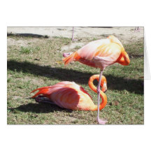 Dos flamencos tarjetas