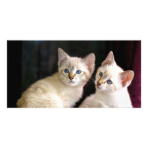 Dos gatitos Bobtail del punto del Tabby del Mekong Tarjeta Fotográfica Personalizada