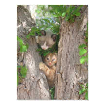 Dos gatitos lindos en un árbol tarjeta postal