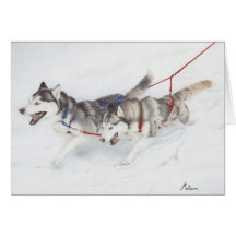 Dos huskyes siberianos que compiten con a través d tarjetas