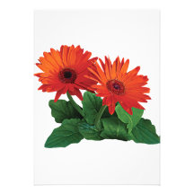 Dos margaritas anaranjadas del Gerbera Comunicados
