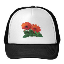 Dos margaritas anaranjadas del Gerbera Gorras