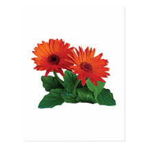 Dos margaritas anaranjadas del Gerbera Tarjeta Postal