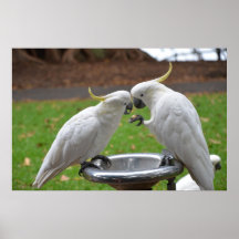Dos momentos del dulce de los Cockatoos Poster