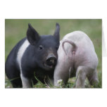Dos pequeños cerdos; Cochinillos - animales divert Tarjeta