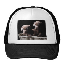 Dos perritos de Labrador del chocolate Gorros