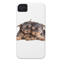 Dos perritos de Yorkie Case-Mate iPhone 4 Cárcasas