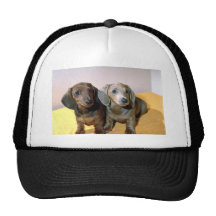 Dos perritos del Dachshund Gorro