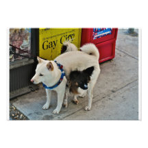 Dos perros que intentan permanecer caliente impresión fotográfica