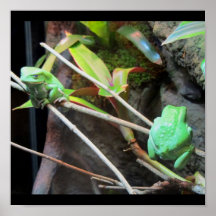 Dos ranas verdes impresiones