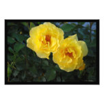 Dos rosas amarillos arte fotográfico