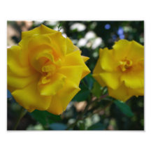 Dos rosas amarillos con las hojas - fotografía de 