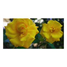 Dos rosas amarillos con las hojas - fotografía de  tarjetas fotográficas 