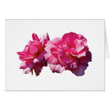 Dos rosas rosados tarjetón