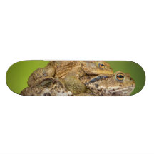 Dos sapos comunes Bufo Bufo junto Monopatines