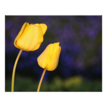 Dos Tuilps amarillo Cojinete